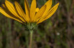 Variableleaf sunflower